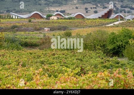 Bodega Ysios, vignoble en automne, Laguardia , Alava, pays Basque, Espagne. Banque D'Images