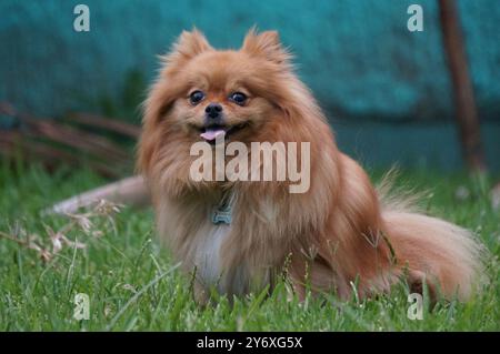 Orange Pomeranian jouant dehors Banque D'Images