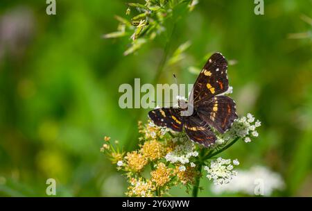 Carte alimentation papillon sur fleur, carte européenne, Araschnia levana Banque D'Images