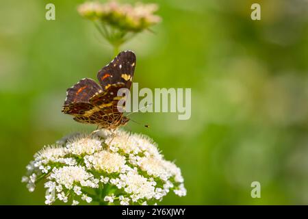 Carte alimentation papillon sur fleur, carte européenne, Araschnia levana Banque D'Images