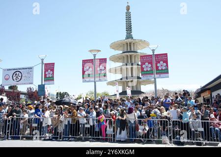 San Francisco, CA - 21 avril 2024 : des milliers de spectateurs sillonnent les rues pour assister au 57e Festival annuel des cerisiers en fleurs au Peace Plaza au Japon Banque D'Images