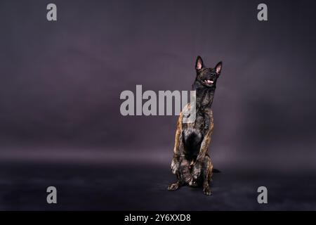 Chien Berger hollandais assis et regardant loin, isolé sur un sombre, jaune, rouge Banque D'Images