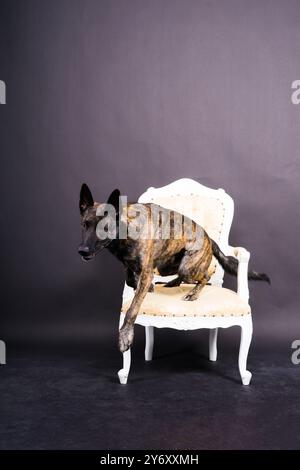 Chien Berger hollandais assis et regardant loin, isolé sur un sombre, jaune, rouge Banque D'Images