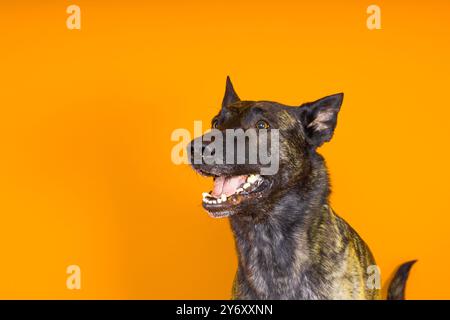 Chien Berger hollandais assis et regardant loin, isolé sur un sombre, jaune, rouge Banque D'Images