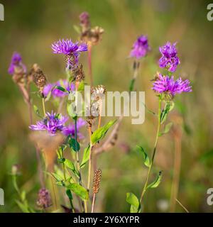 Un groupe de fleurs de luzerne violettes prospère dans une prairie luxuriante. La luzerne est une culture fourragère précieuse, qui fournit des nutriments essentiels au bétail. Banque D'Images