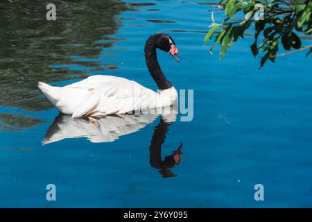 Gracieux Swan glisse sur des eaux sereines. Reflet de l'élégance Banque D'Images