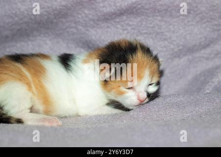 Un chaton calico sieste paisiblement sur une couverture confortable, les yeux doucement fermés, offrant une scène réconfortante de confort et de tranquillité Banque D'Images