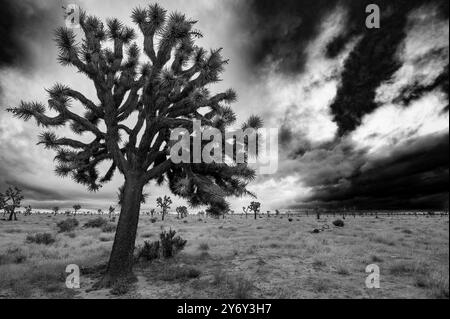 Une photographie dramatique en noir et blanc d'un arbre de Joshua dans un paysage désertique sous un ciel orageux, mettant en valeur la beauté de la nature. Banque D'Images