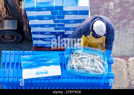 Bridlington, Royaume-Uni. Poisson de maquereau congelé ajouté à des plateaux en plastique destinés à être utilisés comme appâts pour les casiers de homard et de crabe pour la pêche aux coquillages dans les eaux locales Banque D'Images