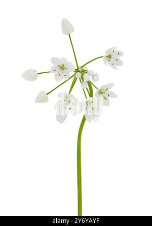 Plante d'ail blanche isolée sur fond blanc, Allium neapolitanum Banque D'Images