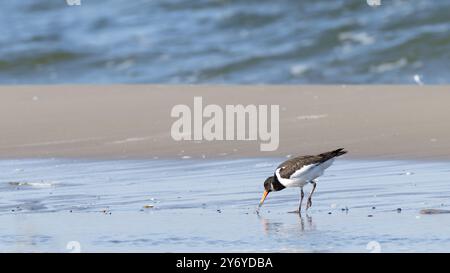 Eurasian Oystercatcher , Haematopus ostralegus recherche sur la plage , vue latérale Banque D'Images