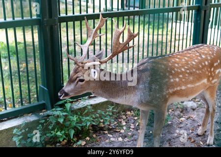 Un jeune cerf mange de l'herbe verte dans l'enclos Banque D'Images