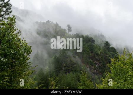 Pins sur une montagne en Bosnie-Herzégovine Banque D'Images