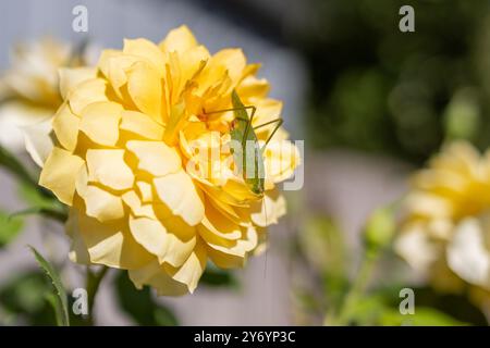 Insecte vert sur une rose jaune dans un jardin ensoleillé Banque D'Images