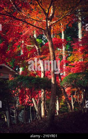 Couleurs rouges de l'automne dans la forêt de Koya Banque D'Images