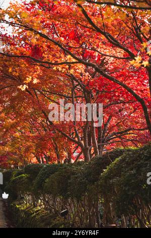 Couleurs rouges en automne Koya Banque D'Images