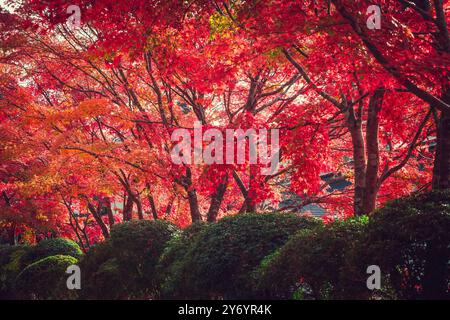 Couleurs rouges en automne Koya Banque D'Images