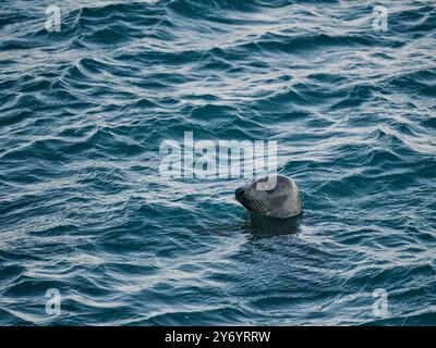 Phoque sauvage flottant sur l'eau de mer ondulée pendant la journée Banque D'Images