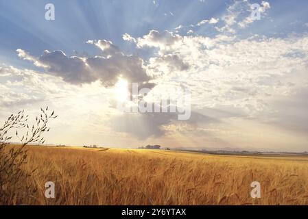 Champ de blé doré et éclat de soleil époustouflant qui brille à travers les nuages bouffés Banque D'Images