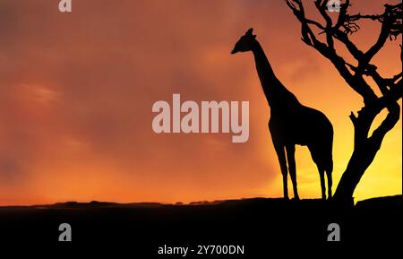 La silhouette d'une girafe (Giraffa camelopardalis) debout à côté d'un arbre sur le fond d'un ciel de coucher de soleil orange, créant un natur paisible Banque D'Images