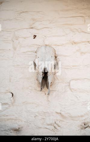 Diriger le crâne sur le mur de briques blanches Banque D'Images