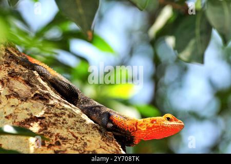 Rouge - tête Agama Lizard ( agama agama) à Arua Ouganda Banque D'Images