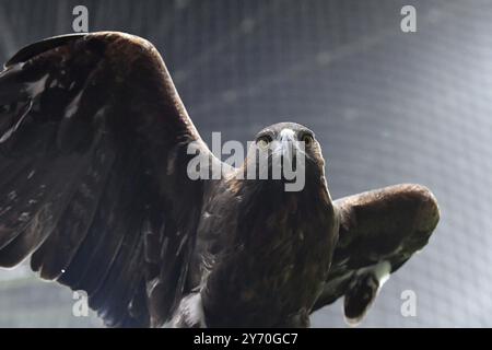 Francfort, Allemagne. 26 septembre 2024. Fussball UEFA Europa League 1. Spieltag Eintracht Frankfurt - Viktoria Pilsen AM 26.09.2024 im Deutsche Bank Park in Frankfurt Maskottchen Attila Foto : Revierfoto crédit : ddp Media GmbH/Alamy Live News Banque D'Images
