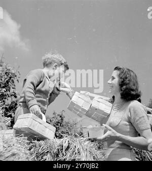 Somerset CONVENABLEMENT RÉCOMPENSÉ trouve l'année 1949 une année de boom pour les fraises , avec une moyenne de 30 tonnes par jour cueillies et beaucoup plus de tonnes encore à venir . Ici Michael Brooks , trois ans, de Bristol , qui a prêté main forte à la cueillette du fruit ay Draycott , près de Cheddar ( Somerset ), reçoit une savoureuse récompense pour ses services des mains de sa mère , Mme . Kay Brooks , bien chargé de fraises prêtes pour la camionnette d'attente qui conservera les fruits aux magasins . 23 juin 1949 Banque D'Images