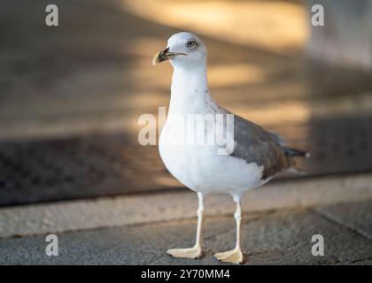 Goélette juvénile à pattes jaunes ((Larus michahellis) au marché aux poissons du Rialto pendant l'heure dorée. Mouette au marché aux poissons après le jour du marché. Banque D'Images