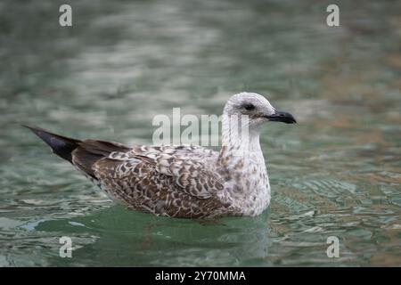 Goélands argentés juvéniles européens flottant sur l'eau. Mouette nageant dans un canal vénitien. Banque D'Images