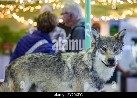 Leipzig, Allemagne. 27 septembre 2024. Un loup taxidermié se tient au salon 'Jagd & Angeln 2024' à Agra. Du 27 au 29 septembre 2024, environ 250 exposants présenteront tout pour les chasseurs et les pêcheurs. En plus d'une large gamme d'armes, d'optiques et d'équipements, il y aura également de nombreuses démonstrations telles que des spectacles aériens, des exercices de tir et des chevaux de dos. Crédit : Jan Woitas/dpa/ZB/dpa/Alamy Live News Banque D'Images