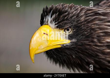 Leipzig, Allemagne. 27 septembre 2024. L'aigle de mer géant Stella regarde autour de la foire 'Jagd & Angeln 2024' à Agra. Du 27 au 29 septembre 2024, environ 250 exposants présenteront tout pour les chasseurs et les pêcheurs. En plus d'une large gamme d'armes, d'optiques et d'équipements, il y aura également de nombreuses démonstrations telles que des spectacles aériens, des exercices de tir et des chevaux de dos. Crédit : Jan Woitas/dpa/ZB/dpa/Alamy Live News Banque D'Images