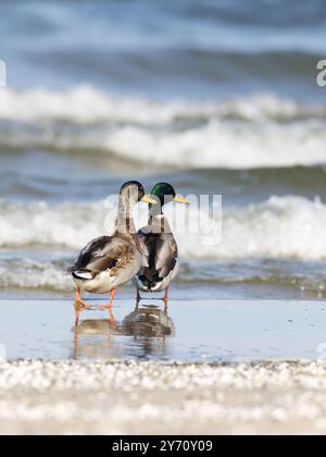 Mâle et femelle Mallard, Anas platyrhynchos debout sur la plage, vue arrière Banque D'Images