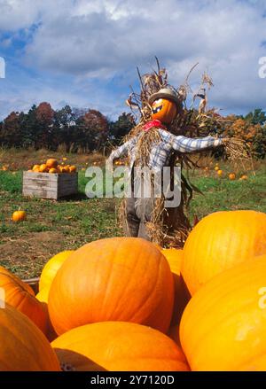 Écusson à la citrouille. Citrouilles et épouvantail dans un champ. Récolte de citrouilles d'automne. Vacances américaines temps agricole en Nouvelle-Angleterre vacances américaines. ÉTATS-UNIS Banque D'Images