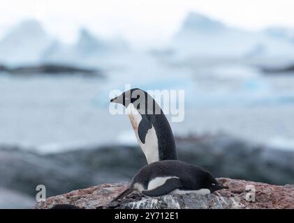 Adélie Penguins - Pygoscelis adeliae Banque D'Images