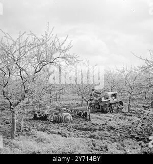 Culture du verger - poires . 6 mai 1947 Banque D'Images