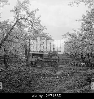 Culture du verger - poires . 6 mai 1947 Banque D'Images