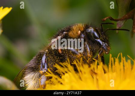 Plan macro sur une abeille sur une fleur Banque D'Images