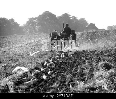 Mouettes dans la vallée. Labourage des chaumes dans une ferme entre Shoreham et Otford - dans la vallée de Darent - avec des mouettes désireuses de chercher le plus petit larve dans le sol desséché. 5 octobre 1959 Banque D'Images