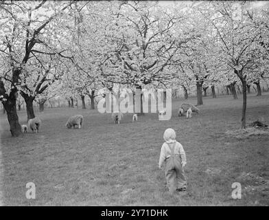 Agneaux à Cherry Orchardc. 1940 Banque D'Images