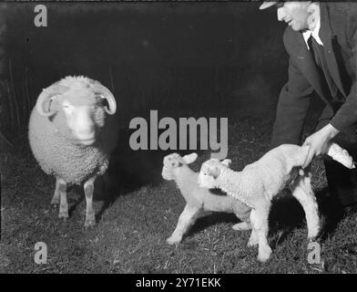 Agneau la nuit dans le Dorset, Englandc. 1940 Banque D'Images