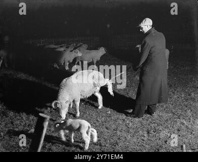 Agneau la nuit dans le Dorset, Englandc. 1940 Banque D'Images