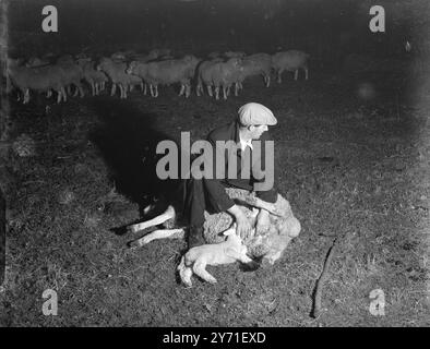 Dorset Horn Lambs c. 1940 Banque D'Images