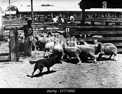 Élevage ovin en Australie 1949 Banque D'Images