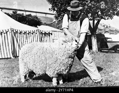 Élevage de moutons en Australie - - Grand champion Corriedale RAM - - 1949 Banque D'Images