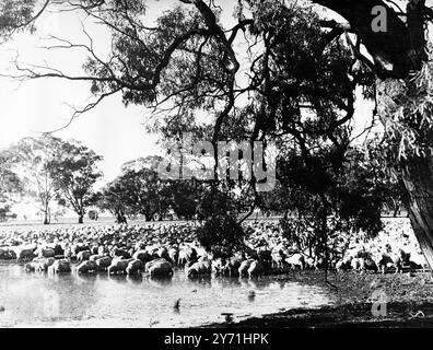 Élevage de moutons en Australie moutons mérinos bruis pour la tonte 1949 Banque D'Images