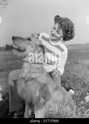 IRLANDAIS , ET FIER DE LUI. 'OINSEACH DE BOROUGHBURY' , une de Mme . G . Browne-Clement's Irish Wolfhounds est inscrit au premier Crufts Dog Show d'après-guerre qui ouvre à Olympia, Londres le 14 octobre 1948. Elle est vue ici en train d'être soignée par Miss Gina Egan après son exercice quotidien, une tâche de deux heures chaque matin. 10 octobre 1948 Banque D'Images