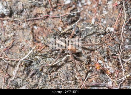 Araignée loup brûlée (Xerolycosa nemoralis) mâle. Lycosidae. Sussex, UK image Banque D'Images