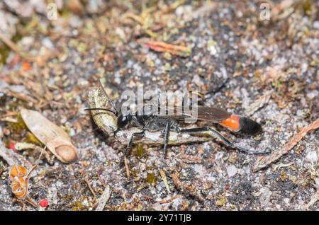 Guêpe de sable de la mer (Ammophila cf pubescens), femelle chassant la chenille, Sphecidae. Sussex, Royaume-Uni Banque D'Images