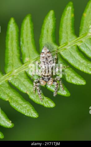 Araignée sauteuse (Marpissa muscosa) mâle, Salticidae. Sussex, Royaume-Uni Banque D'Images